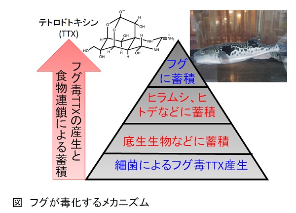 株式会社 バイオ シータ 食品細菌迅速自動検査システム Dox Dox 60f Dox 30f 一般生菌 大腸菌 群 を迅速に測定 第24話 フグ毒の生産者は誰